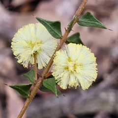 Acacia gunnii at Lade Vale, NSW - 6 Aug 2022