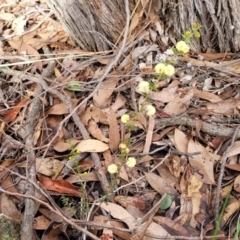 Acacia gunnii at Lade Vale, NSW - 6 Aug 2022 11:34 AM