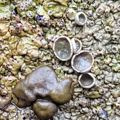 Parmeliaceae (family) (A lichen family) at Lade Vale, NSW - 6 Aug 2022 by trevorpreston