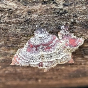 Stereum sp. at Lade Vale, NSW - 6 Aug 2022 11:30 AM