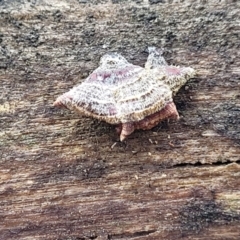 Stereum sp. at Lade Vale, NSW - 6 Aug 2022