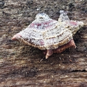 Stereum sp. at Lade Vale, NSW - 6 Aug 2022