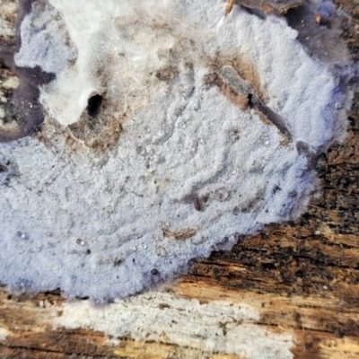 Corticioid fungi at Mundoonen Nature Reserve - 6 Aug 2022 by trevorpreston
