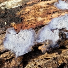 Corticioid fungi at Lade Vale, NSW - 6 Aug 2022 11:29 AM