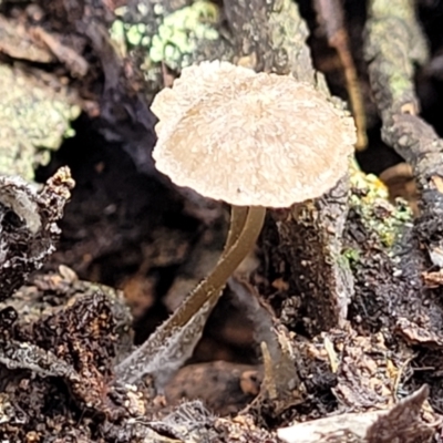 Marasmius at Lade Vale, NSW - 6 Aug 2022 by trevorpreston