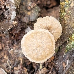 Marasmius at Mundoonen Nature Reserve - 6 Aug 2022