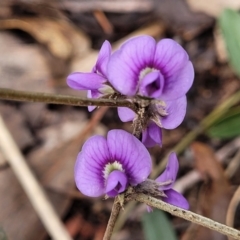 Hovea heterophylla (Common Hovea) at Lade Vale, NSW - 6 Aug 2022 by trevorpreston