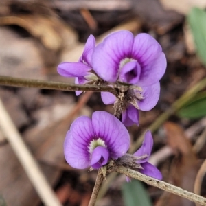 Hovea heterophylla at Lade Vale, NSW - 6 Aug 2022 11:24 AM