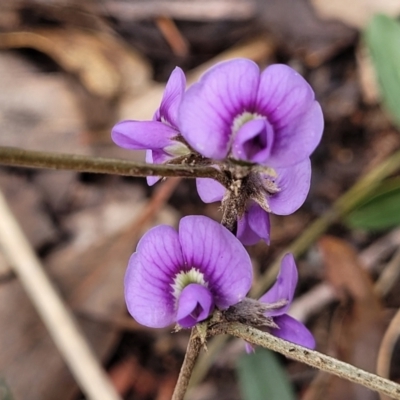 Hovea heterophylla (Common Hovea) at Lade Vale, NSW - 6 Aug 2022 by trevorpreston