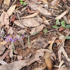 Hovea heterophylla at Lade Vale, NSW - 6 Aug 2022