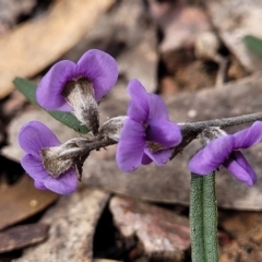 Hovea heterophylla at Lade Vale, NSW - 6 Aug 2022 11:24 AM