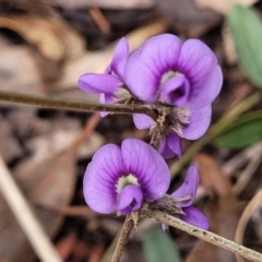 Hovea heterophylla at Lade Vale, NSW - 6 Aug 2022