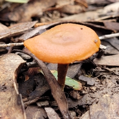 Laccaria sp. (Laccaria) at Lade Vale, NSW - 6 Aug 2022 by trevorpreston