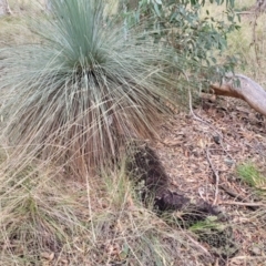 Xanthorrhoea glauca subsp. angustifolia (Grey Grass-tree) - 1 Jan 1900 by trevorpreston