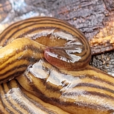 Fletchamia quinquelineata (Five-striped flatworm) at Mundoonen Nature Reserve - 6 Aug 2022 by trevorpreston