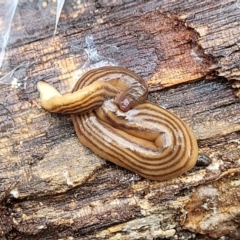 Fletchamia quinquelineata at Lade Vale, NSW - 6 Aug 2022 11:13 AM