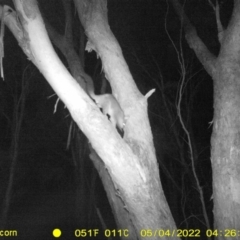 Trichosurus vulpecula (Common Brushtail Possum) at Baranduda, VIC - 3 May 2022 by ChrisAllen