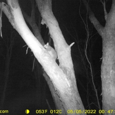 Trichosurus vulpecula (Common Brushtail Possum) at Baranduda, VIC - 5 May 2022 by ChrisAllen