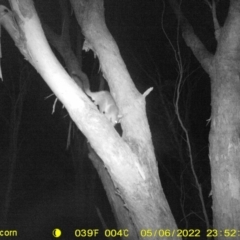 Trichosurus vulpecula (Common Brushtail Possum) at Baranduda, VIC - 6 May 2022 by ChrisAllen