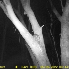 Trichosurus vulpecula (Common Brushtail Possum) at Baranduda, VIC - 8 May 2022 by ChrisAllen