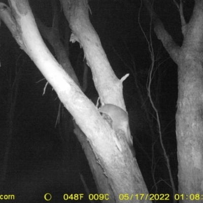 Trichosurus vulpecula (Common Brushtail Possum) at Baranduda, VIC - 16 May 2022 by ChrisAllen