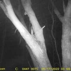 Petaurus norfolcensis (Squirrel Glider) at Baranduda, VIC - 17 May 2022 by ChrisAllen