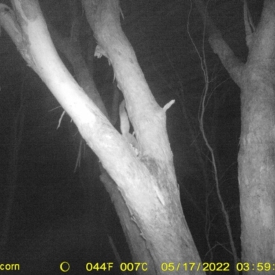 Petaurus norfolcensis (Squirrel Glider) at Baranduda, VIC - 17 May 2022 by ChrisAllen