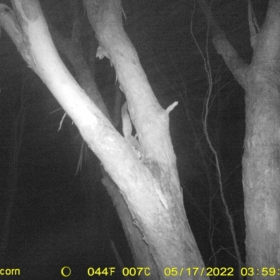 Petaurus norfolcensis (Squirrel Glider) at Baranduda, VIC - 16 May 2022 by ChrisAllen