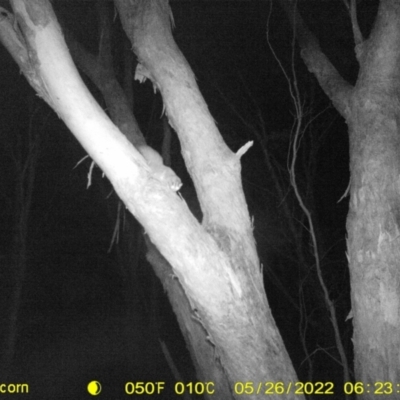 Petaurus norfolcensis (Squirrel Glider) at Baranduda, VIC - 25 May 2022 by ChrisAllen