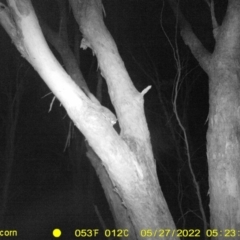 Petaurus notatus (Krefft’s Glider, Sugar Glider) at Baranduda, VIC - 26 May 2022 by ChrisAllen