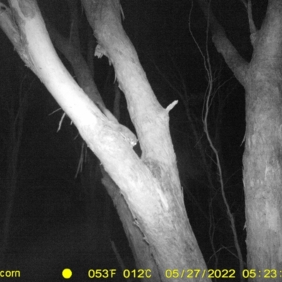 Petaurus notatus (Krefft’s Glider, formerly Sugar Glider) at Baranduda, VIC - 27 May 2022 by ChrisAllen