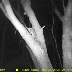 Trichosurus vulpecula (Common Brushtail Possum) at Baranduda, VIC - 28 May 2022 by ChrisAllen