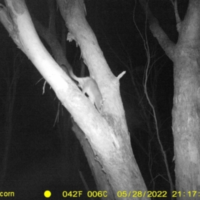 Trichosurus vulpecula (Common Brushtail Possum) at Baranduda, VIC - 28 May 2022 by ChrisAllen