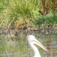 Himantopus leucocephalus (Pied Stilt) at Fyshwick, ACT - 17 Dec 2020 by Amata