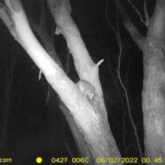 Trichosurus vulpecula (Common Brushtail Possum) at Baranduda, VIC - 2 Jun 2022 by ChrisAllen