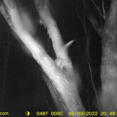 Trichosurus vulpecula (Common Brushtail Possum) at Baranduda, VIC - 9 Jun 2022 by ChrisAllen