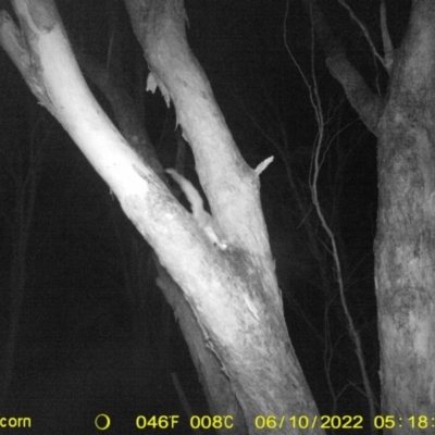 Petaurus notatus (Krefft’s Glider, Sugar Glider) at Baranduda, VIC - 9 Jun 2022 by ChrisAllen