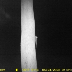 Petaurus notatus (Krefft’s Glider, Sugar Glider) at Baranduda, VIC - 23 May 2022 by ChrisAllen