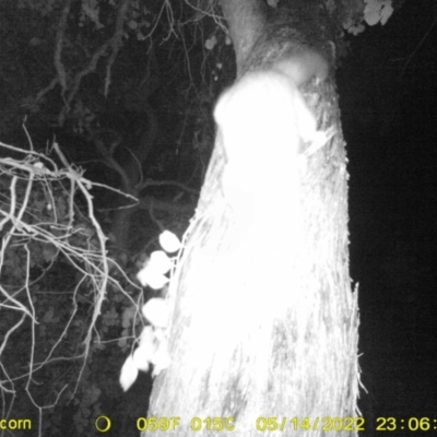 Trichosurus vulpecula (Common Brushtail Possum) at Baranduda, VIC - 14 May 2022 by ChrisAllen