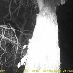 Pseudocheirus peregrinus (Common Ringtail Possum) at Baranduda, VIC - 15 May 2022 by ChrisAllen