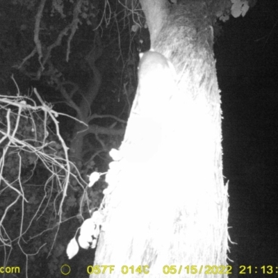 Pseudocheirus peregrinus (Common Ringtail Possum) at Baranduda, VIC - 15 May 2022 by ChrisAllen