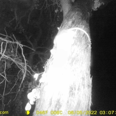 Unverified Mammal at Baranduda, VIC - 5 Jun 2022 by ChrisAllen