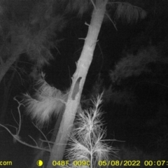 Petaurus norfolcensis (Squirrel Glider) at Baranduda, VIC - 8 May 2022 by ChrisAllen
