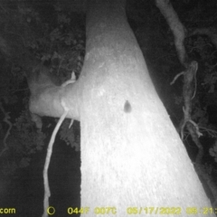Rattus rattus at Baranduda, VIC - 17 May 2022 by ChrisAllen