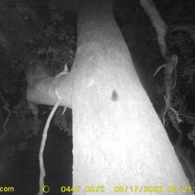 Unidentified Rat at Baranduda, VIC - 16 May 2022 by ChrisAllen