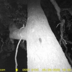 Unidentified Rat at Baranduda, VIC - 25 May 2022 by ChrisAllen
