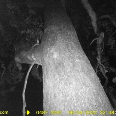 Unidentified Rat at Baranduda, VIC - 4 Jun 2022 by ChrisAllen