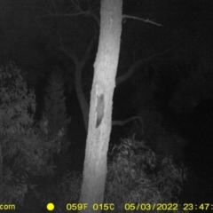 Petaurus norfolcensis (Squirrel Glider) at Baranduda, VIC - 3 May 2022 by ChrisAllen