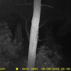 Petaurus norfolcensis (Squirrel Glider) at Baranduda, VIC - 6 May 2022 by ChrisAllen