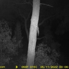 Petaurus norfolcensis (Squirrel Glider) at Baranduda, VIC - 11 May 2022 by ChrisAllen